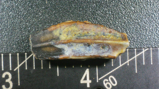 Hadrosaur Tooth-Texas 03