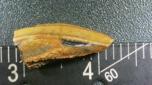 Hadrosaur Tooth-Texas 04