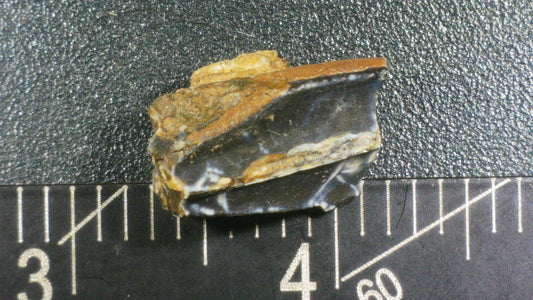 Hadrosaur Tooth-Texas 05