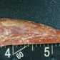 Rauisuchid Tooth-New Mexico 04