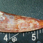Rauisuchid Tooth-New Mexico 04