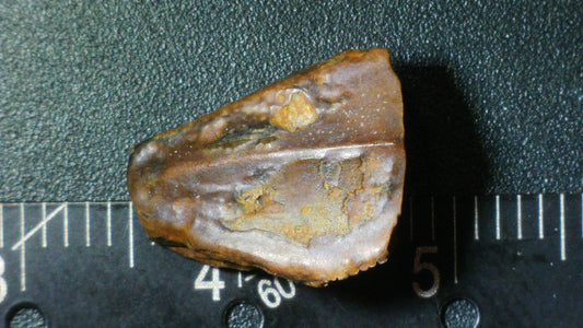 Hadrosaur Tooth-Texas 07