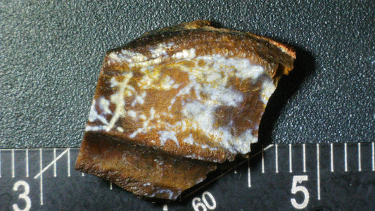 Hadrosaur Tooth-Texas 08