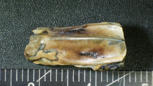 Hadrosaur Tooth-Texas 06