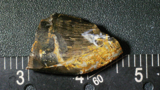 Tyrannosaurid (Teratophoneus?) Tooth-Texas 03