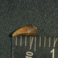 Juvenile Tyrannosaurid (Teratophoneus?) Tooth-Texas 02