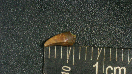 Juvenile Tyrannosaurid (Teratophoneus?) Tooth-Texas 02