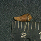 Juvenile Tyrannosaurid (Teratophoneus?) Tooth-Texas 02