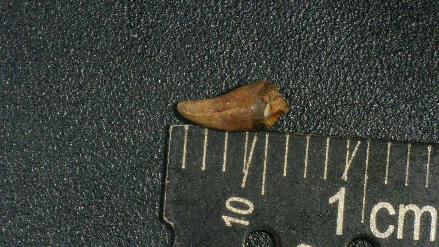 Juvenile Tyrannosaurid (Teratophoneus?) Tooth-Texas 02
