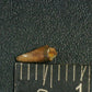Juvenile Tyrannosaurid (Teratophoneus?) Tooth-Texas 02