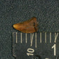 Juvenile Tyrannosaurid (Teratophoneus?) Tooth-Texas 03