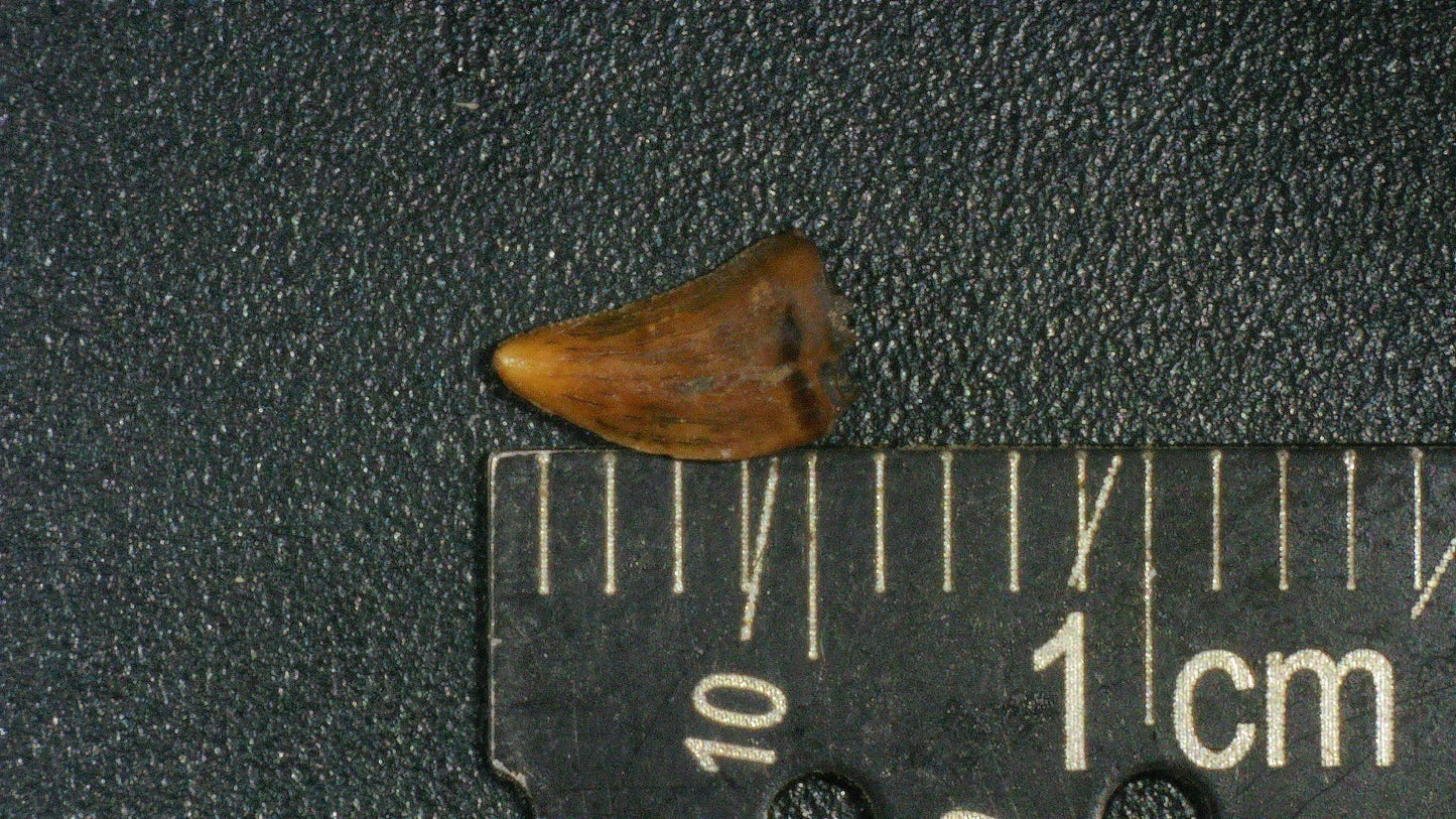 Juvenile Tyrannosaurid (Teratophoneus?) Tooth-Texas 03
