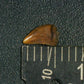 Juvenile Tyrannosaurid (Teratophoneus?) Tooth-Texas 03