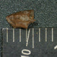 Theropod claw from Texas