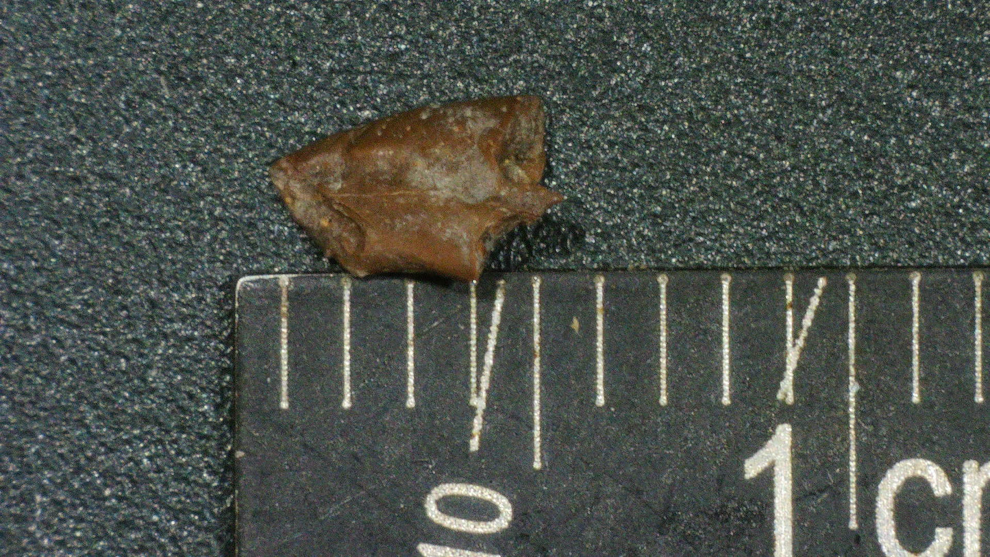 Theropod claw from Texas