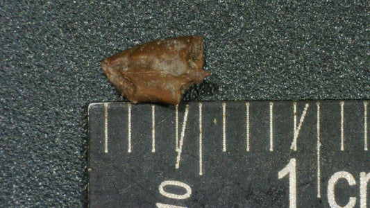 Theropod claw from Texas