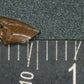Theropod Claw from Texas