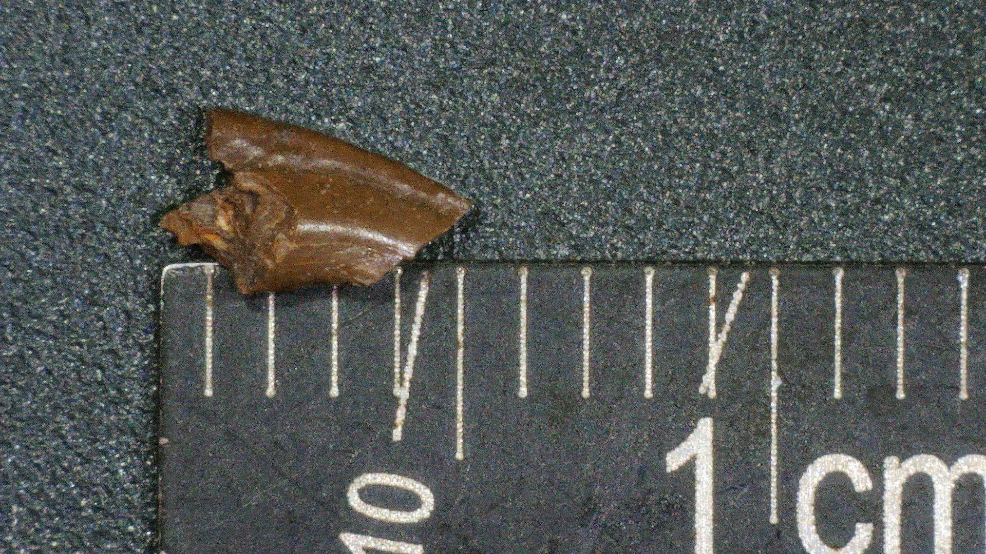 Theropod Claw from Texas