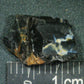 Hadrosaur Tooth-Texas 01