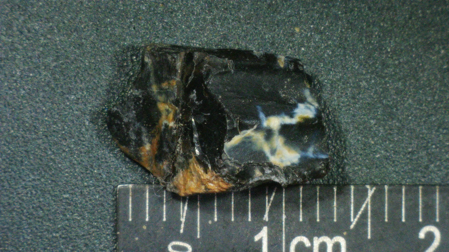 Hadrosaur Tooth-Texas 01