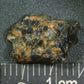 Hadrosaur Tooth-Texas 01