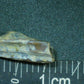 Hadrosaur Tooth-Texas 02