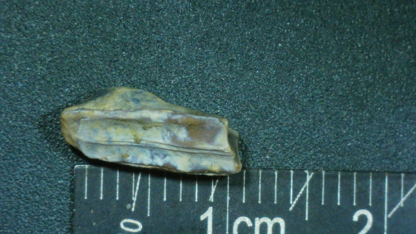 Hadrosaur Tooth-Texas 02