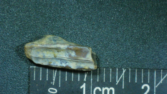 Hadrosaur Tooth-Texas 02