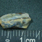 Hadrosaur Tooth-Texas 02