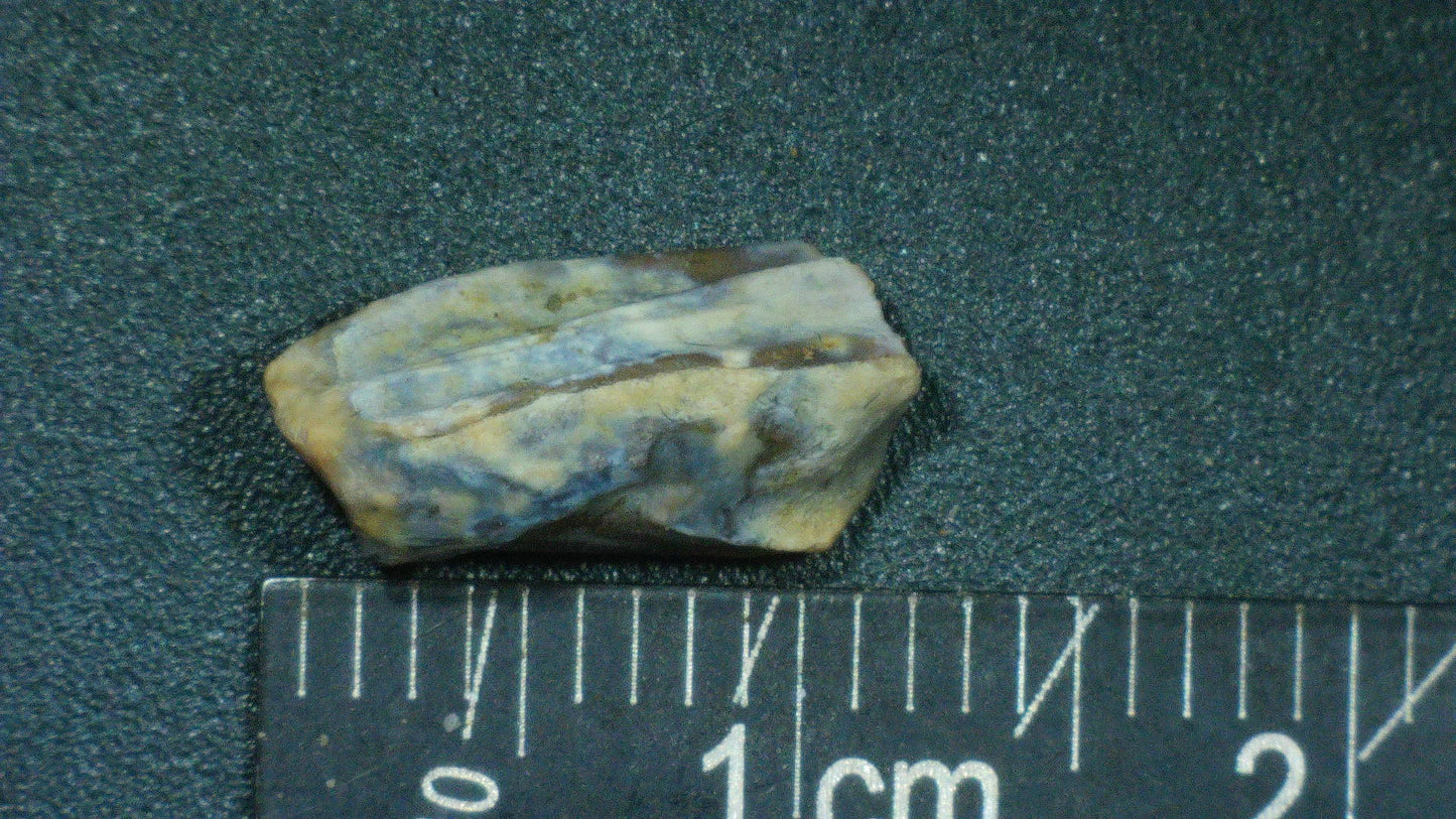 Hadrosaur Tooth-Texas 02