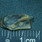 Hadrosaur Tooth-Texas 02