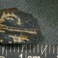 Hadrosaur Tooth-Texas 03