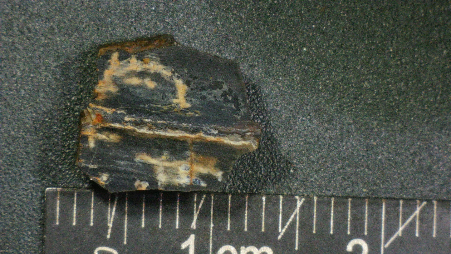 Hadrosaur Tooth-Texas 03