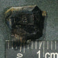 Hadrosaur Tooth-Texas 03