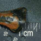 Ceratopsian Tooth-Texas 01
