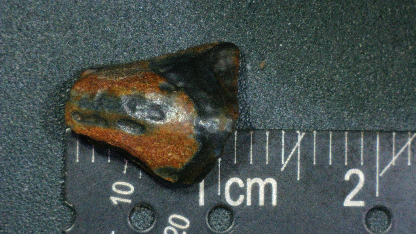 Ceratopsian Tooth-Texas 01