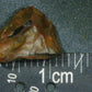 Ceratopsian Tooth-Texas 01