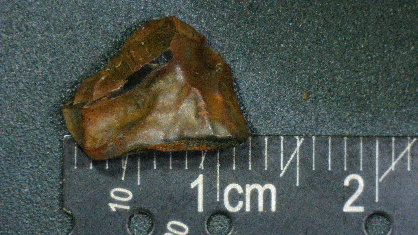 Ceratopsian Tooth-Texas 01