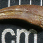 Indeterminate Theropod Foot Claw-Texas