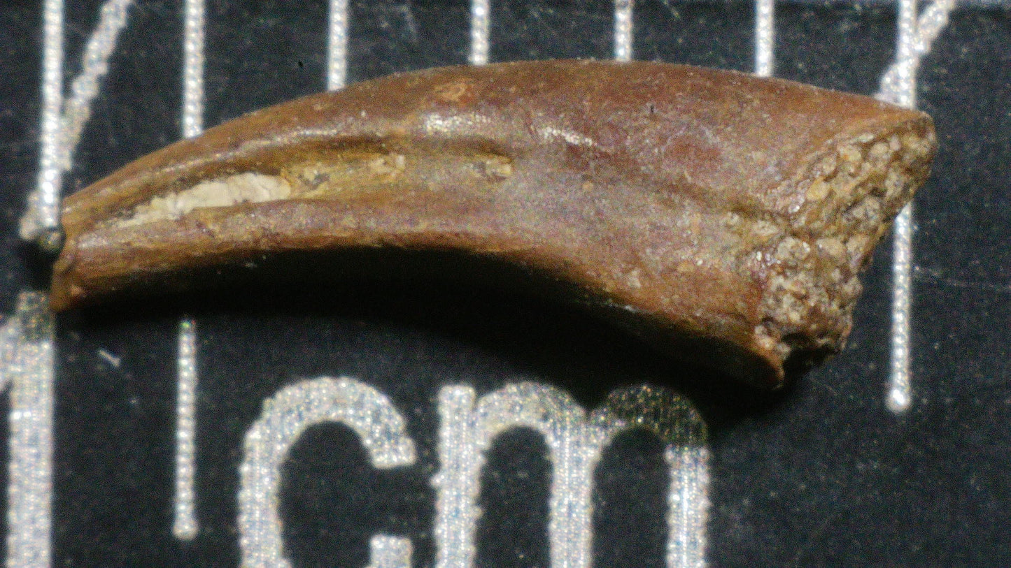 Indeterminate Theropod Foot Claw-Texas