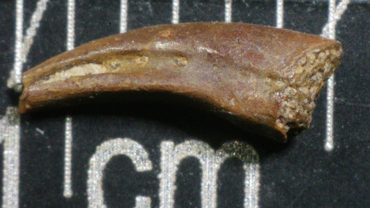Indeterminate Theropod Foot Claw-Texas