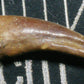 Indeterminate Theropod Foot Claw-Texas