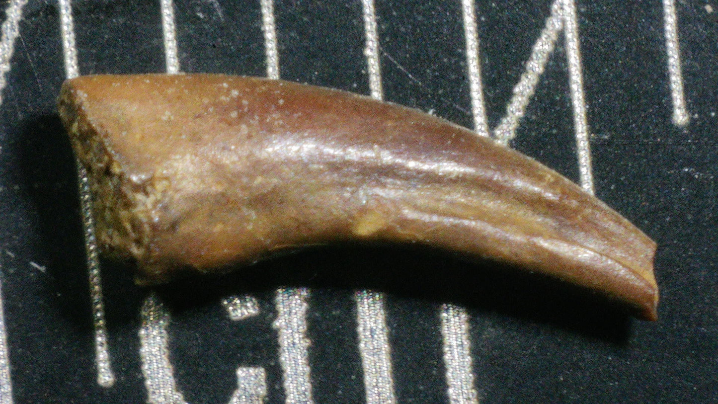 Indeterminate Theropod Foot Claw-Texas