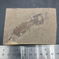 Tyrannophontes theridion-Montana-BG36