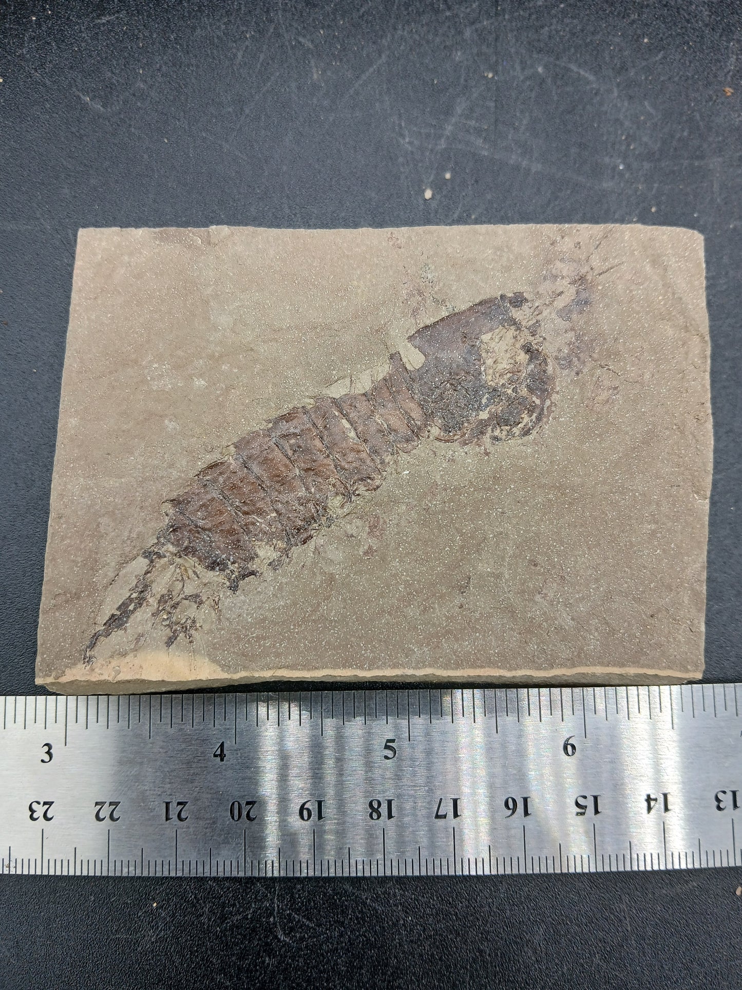 Tyrannophontes theridion-Montana-BG36