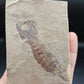 Tyrannophontes theridion-Montana-BG36
