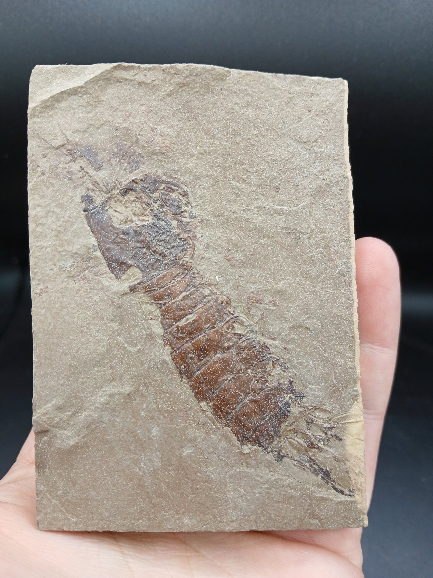 Tyrannophontes theridion-Montana-BG36