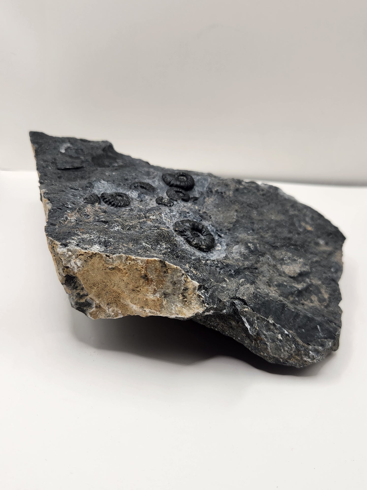 Ammonite Mortality Plate-Nevada