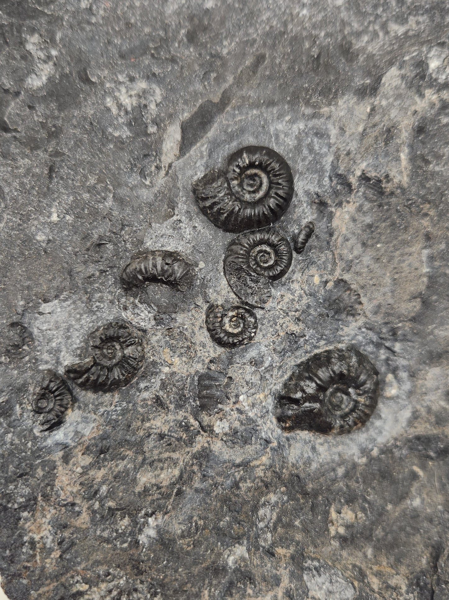 Ammonite Mortality Plate-Nevada