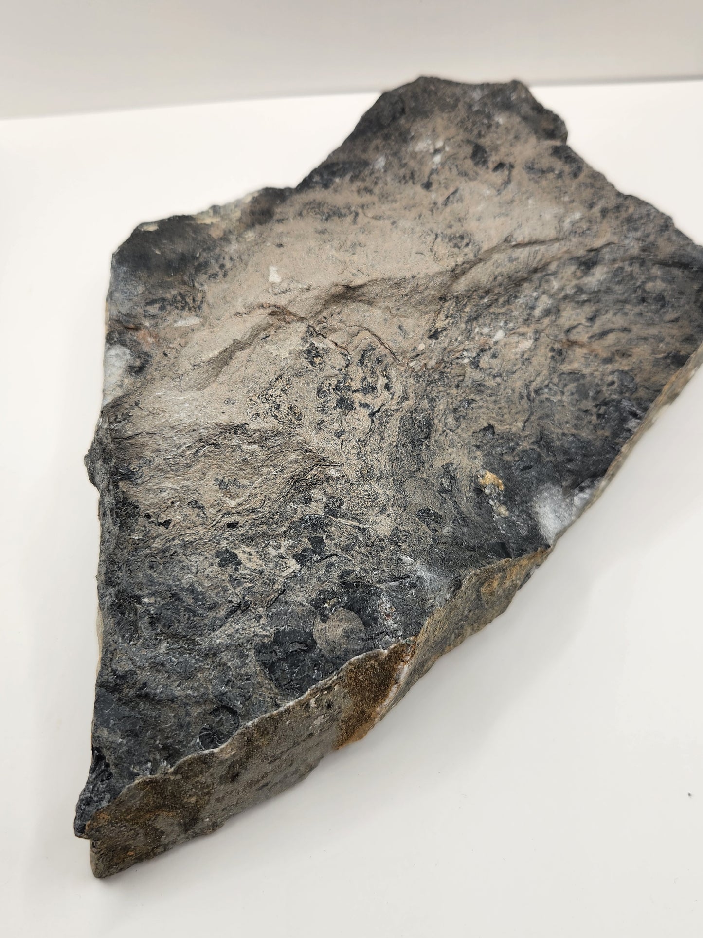 Ammonite Mortality Plate-Nevada
